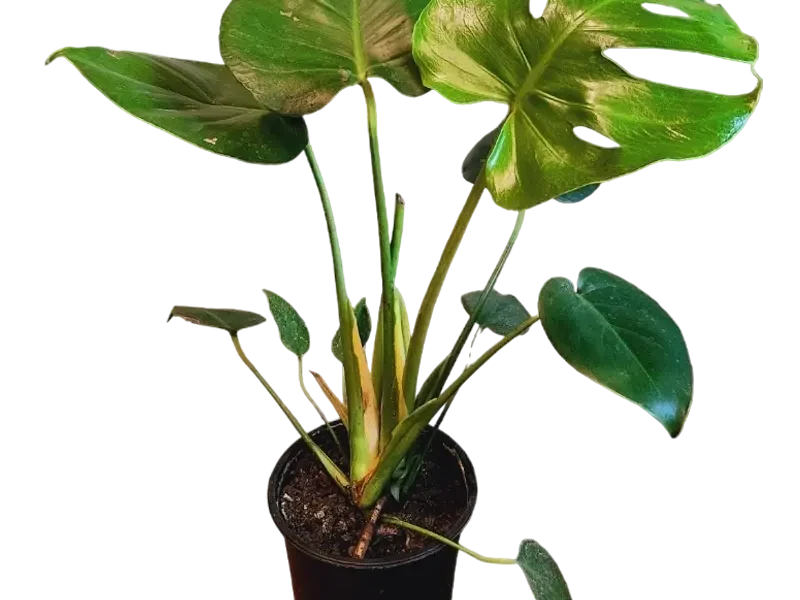 Monstera Deliciosa (Filodendro)