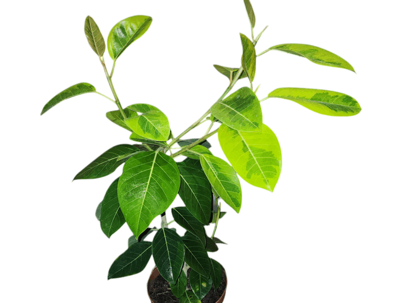 Ficus Altissima