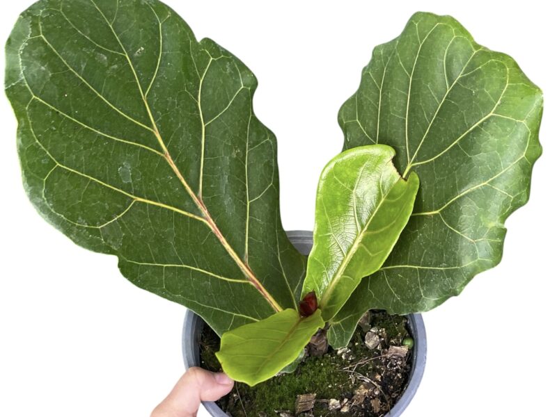 Ficus Lyrata 30 cms